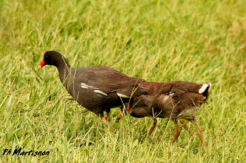 Gallinule d'Amérique