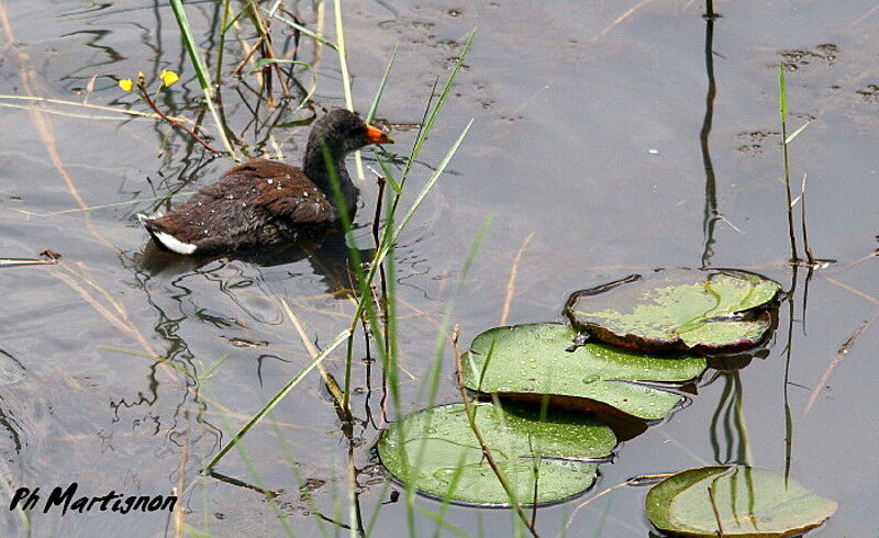 Common Gallinule