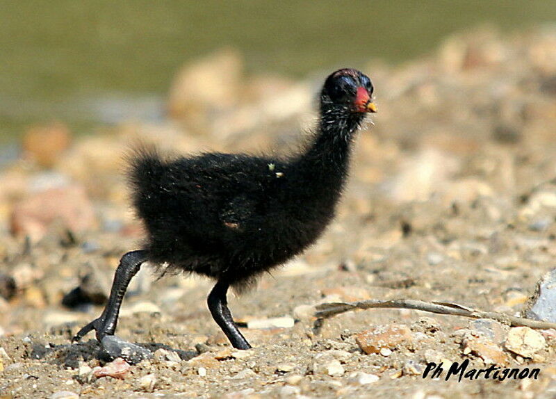 Common Moorhen