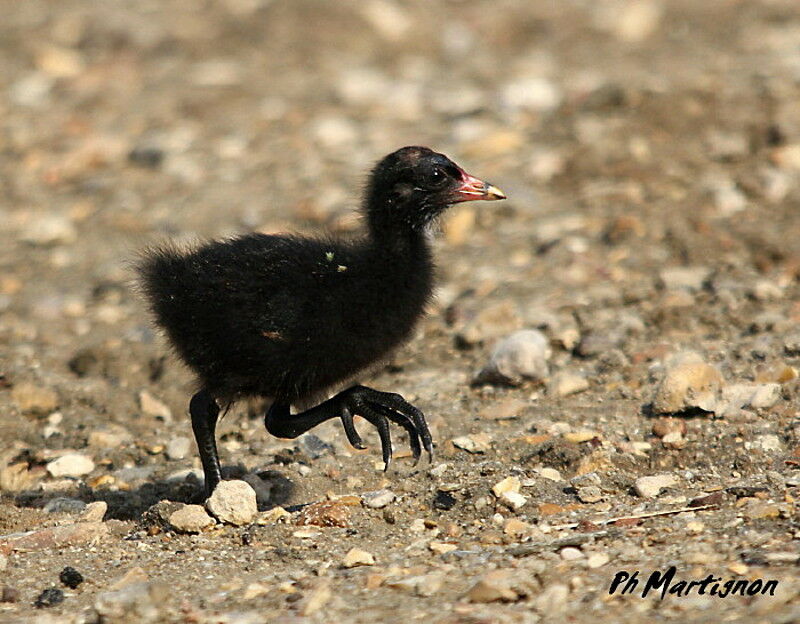 Gallinule poule-d'eau