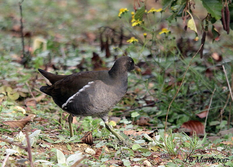 Gallinule poule-d'eaujuvénile