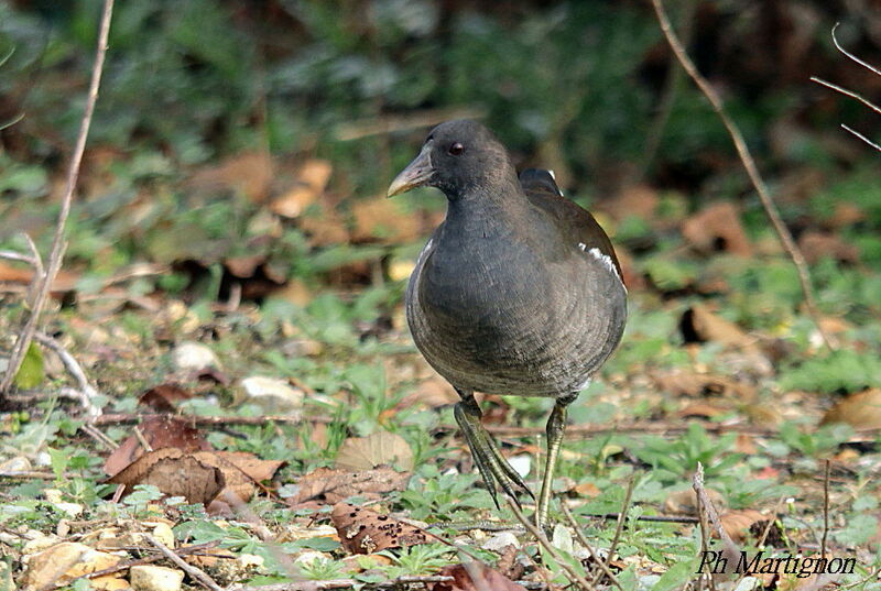 Common Moorhenjuvenile