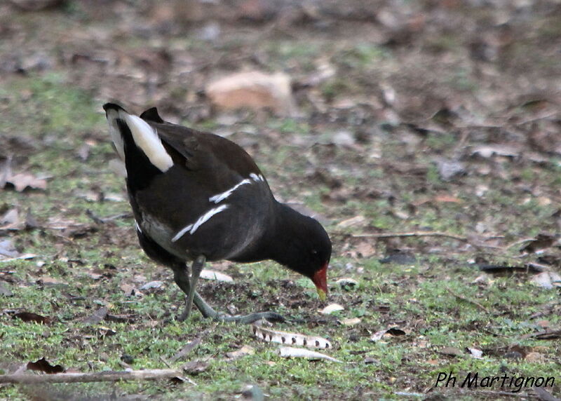 Common Moorhen, identification