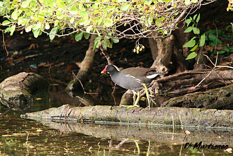 Common Moorhen, identification