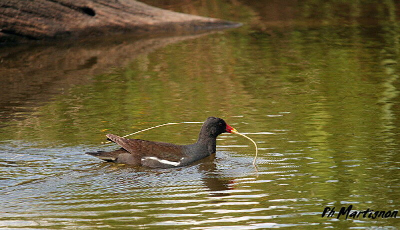 Common Moorhen, identification, Behaviour