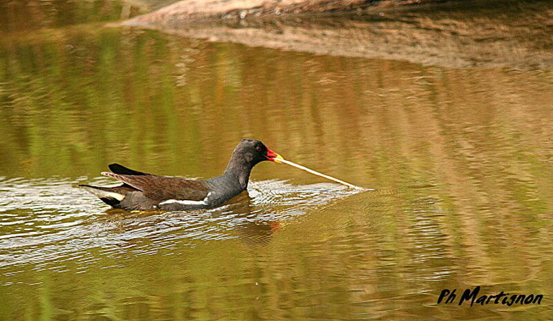 Gallinule poule-d'eau, identification, Comportement