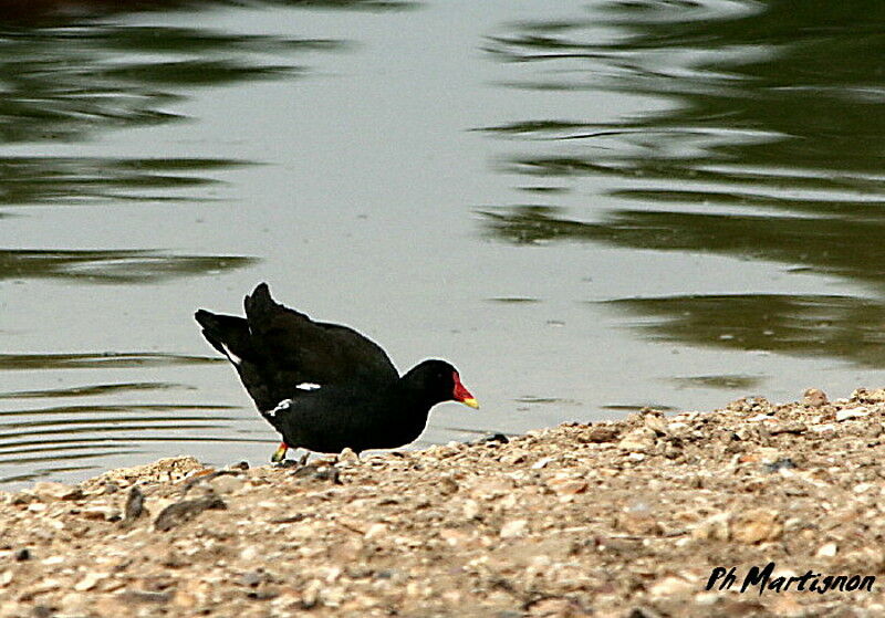 Common Moorhen