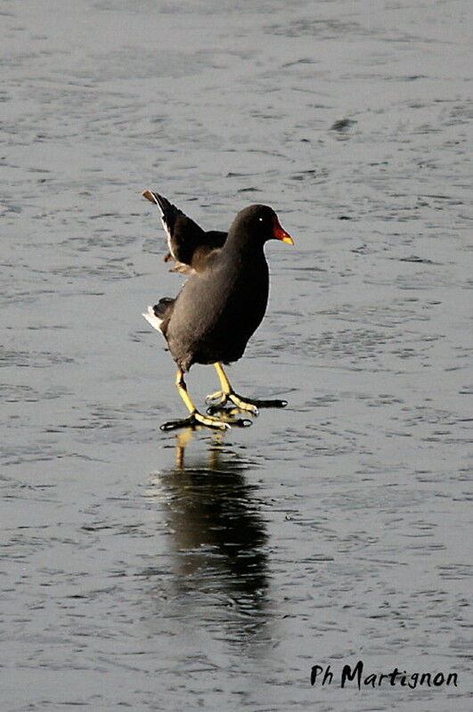 Gallinule poule-d'eau