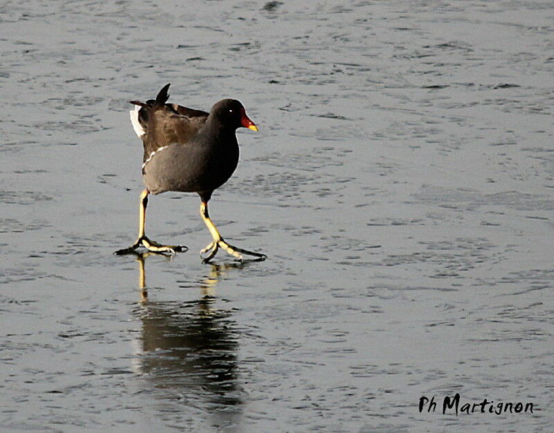 Common Moorhen