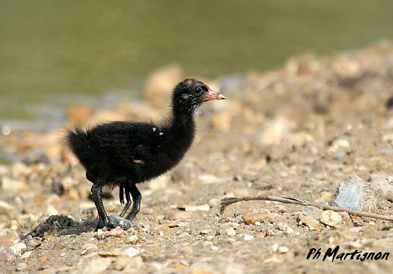 Gallinule poule-d'eau