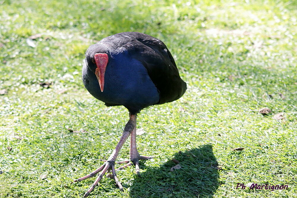 Gallinule sombre
