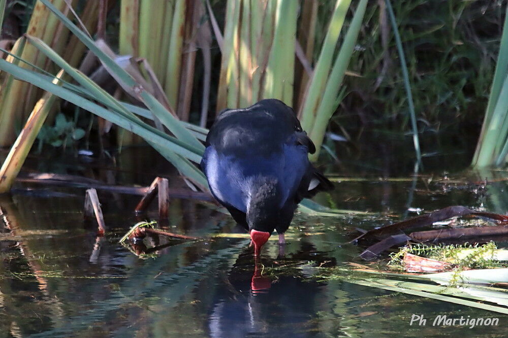 Gallinule sombre