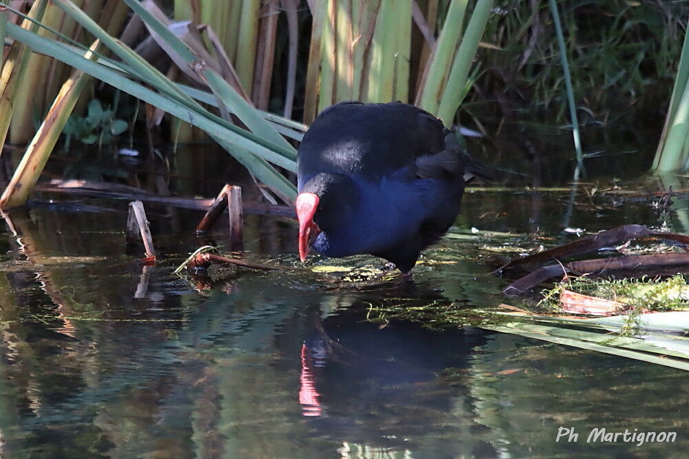 Gallinule sombre
