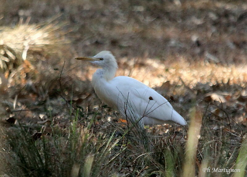 Eastern Cattle Egret