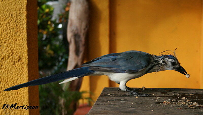 White-throated Magpie-Jay, identification, feeding habits