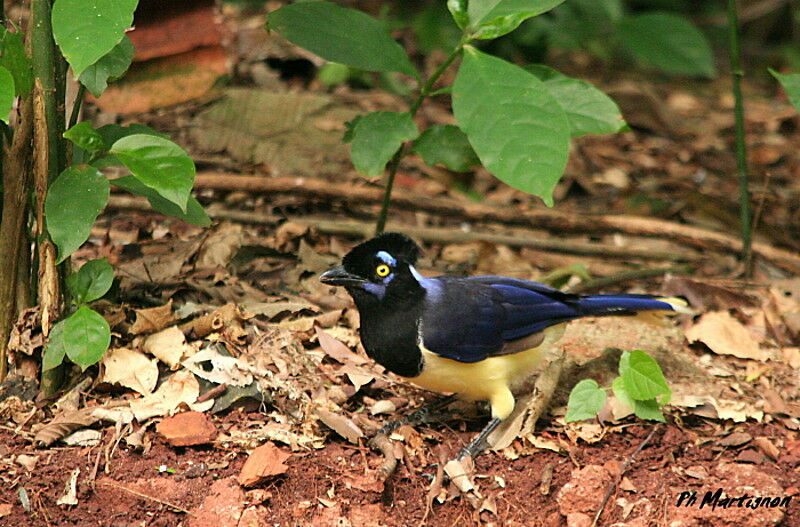 Plush-crested Jay