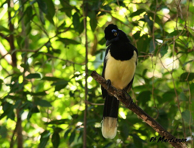 Plush-crested Jay