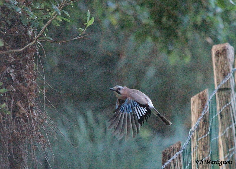 Eurasian Jay