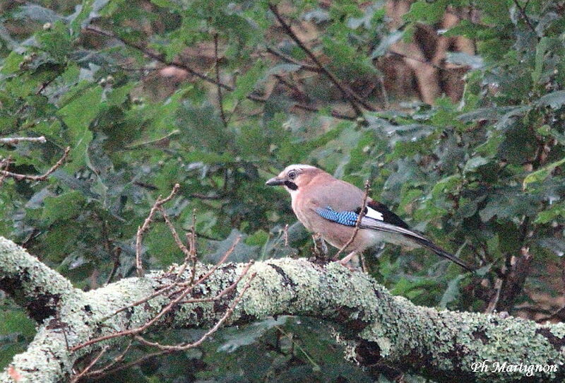 Eurasian Jay