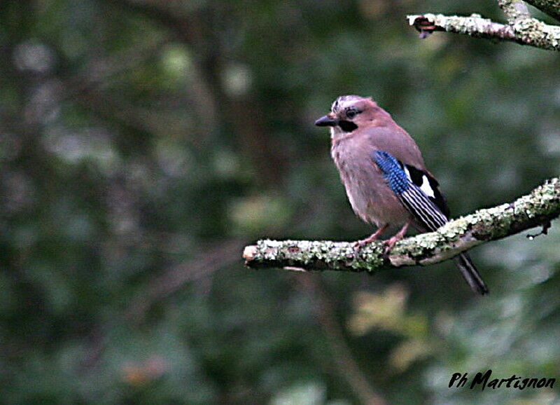 Eurasian Jay