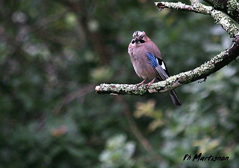 Eurasian Jay