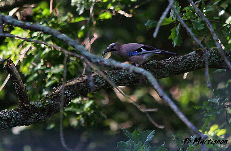 Eurasian Jay