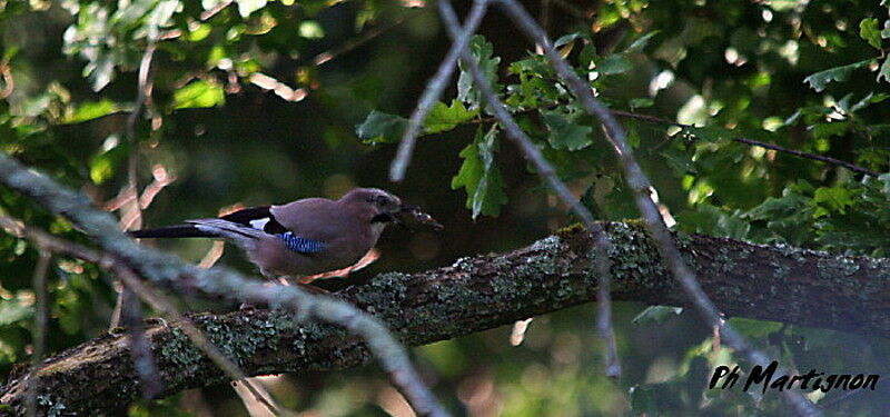 Eurasian Jay