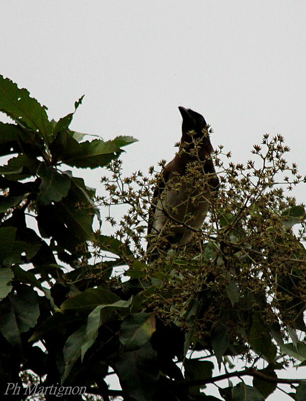 Brown Jay