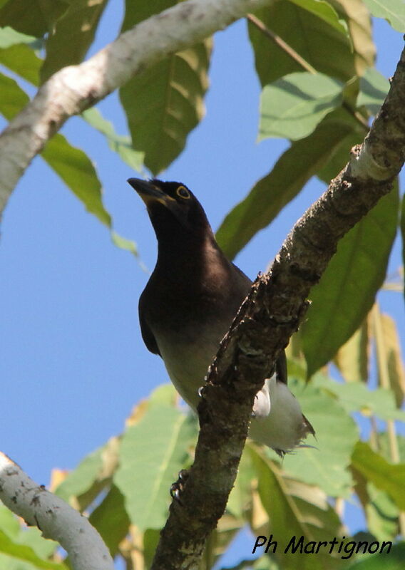 Brown Jay, identification