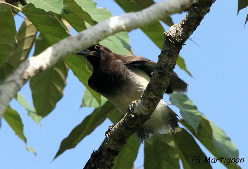 Geai enfumé, identification