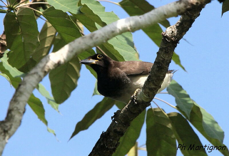 Brown Jay, identification