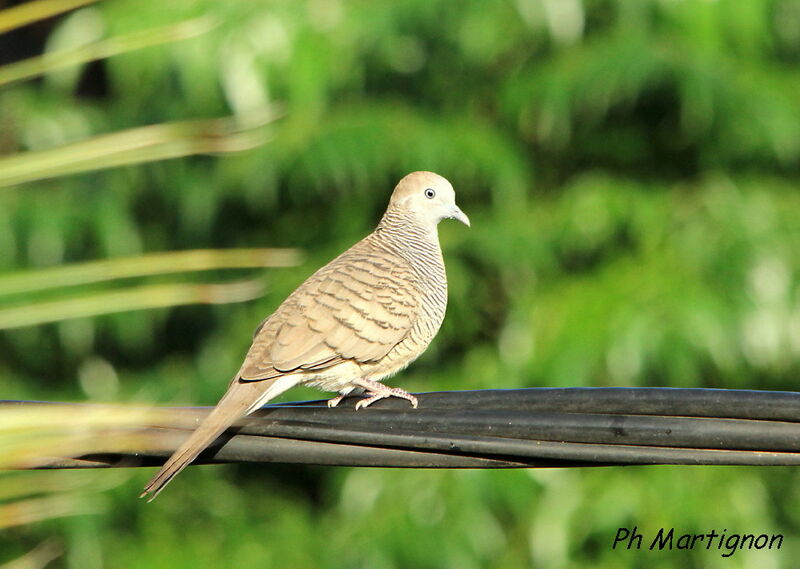 Géopélie zébrée, identification