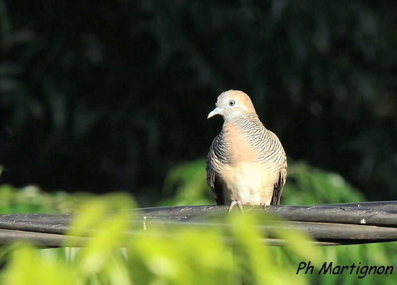 Zebra Dove, identification