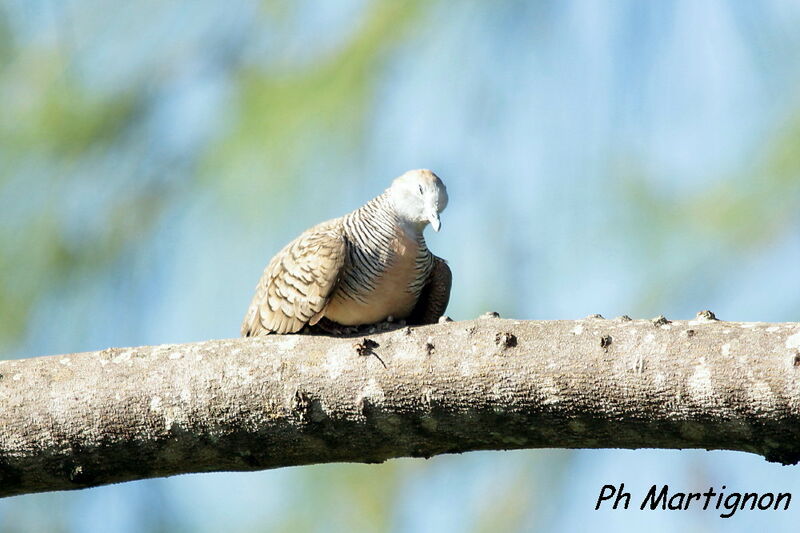 Zebra Dove, identification