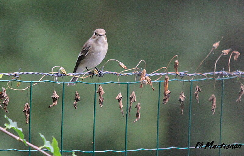 European Pied Flycatcher