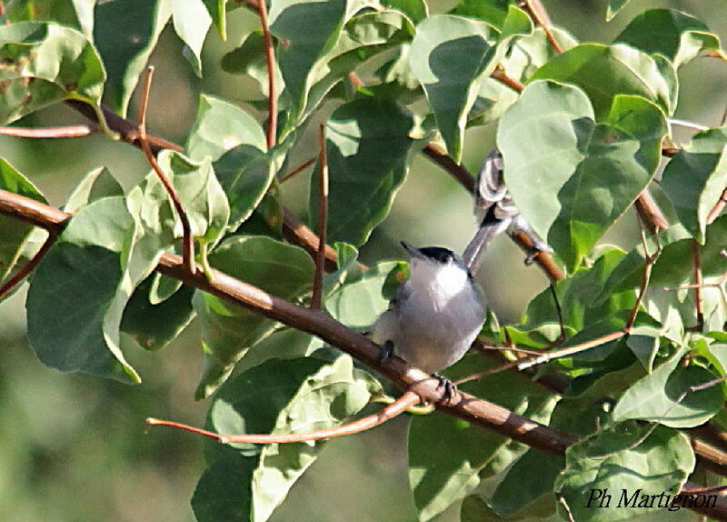 Tropical Gnatcatcher, identification