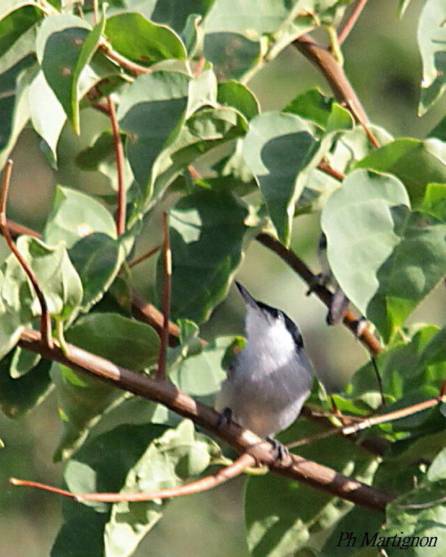 Tropical Gnatcatcher, identification