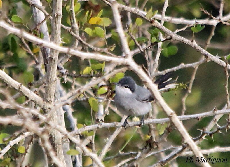 Tropical Gnatcatcher, identification