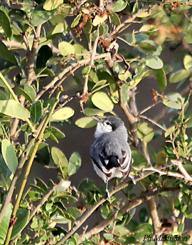 Gobemoucheron tropical, identification