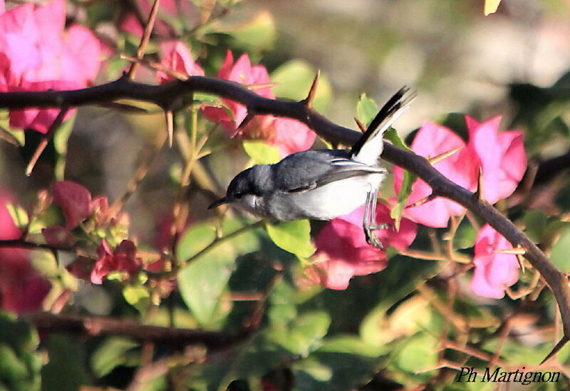 Tropical Gnatcatcher, Flight