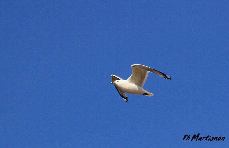 Ring-billed Gull