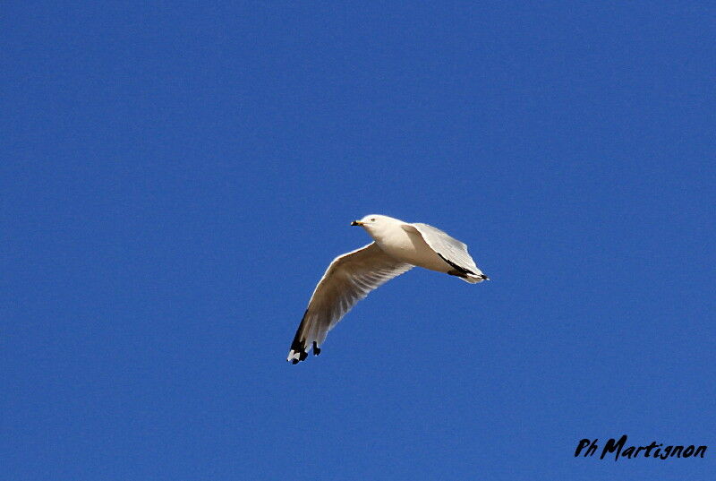 Ring-billed Gull