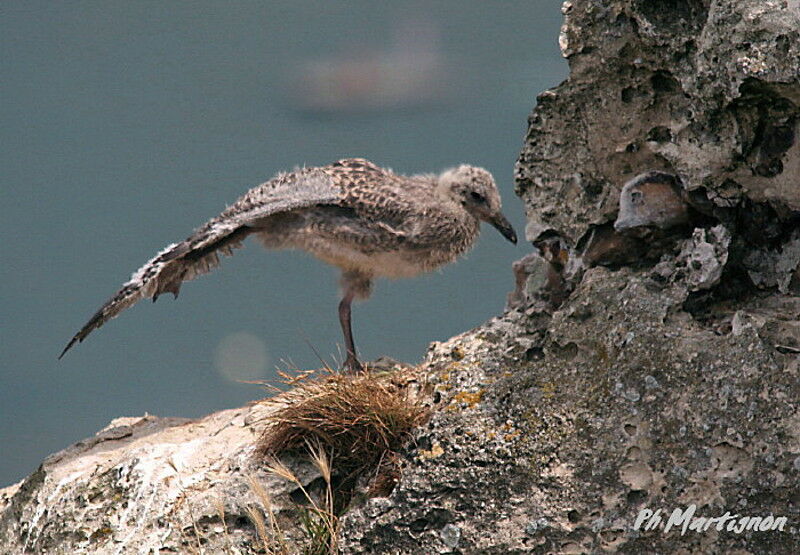 European Herring Gulljuvenile