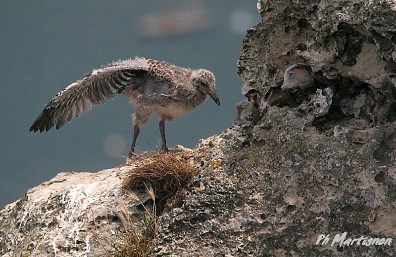 European Herring Gulljuvenile