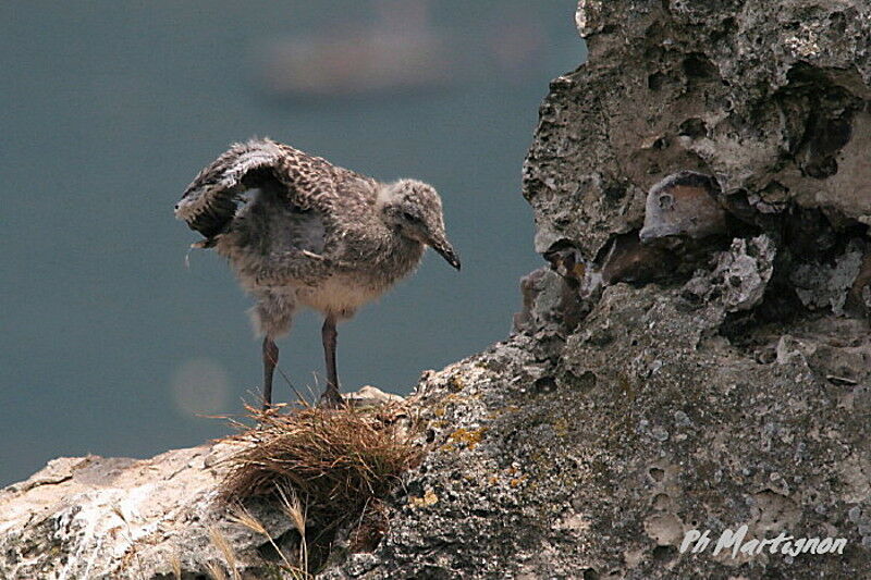 European Herring Gulljuvenile