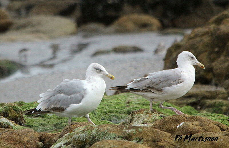 European Herring Gull