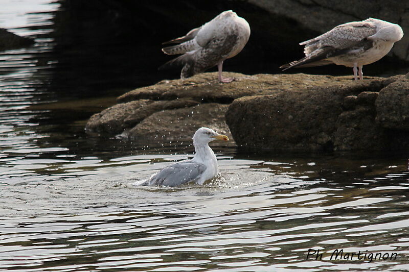 European Herring Gull