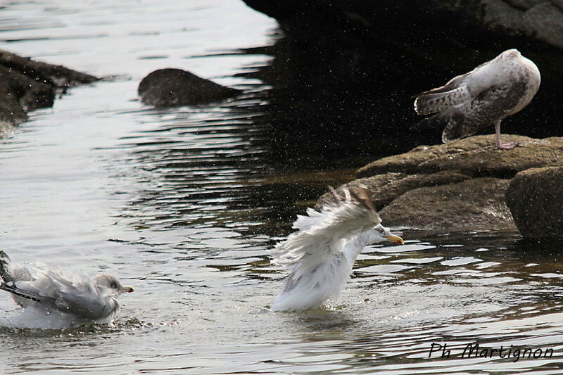 European Herring Gull