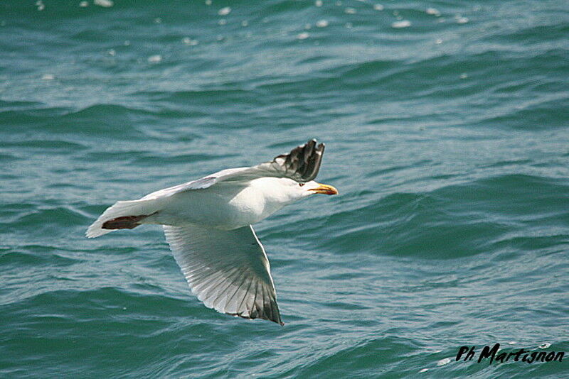 European Herring Gull, Flight