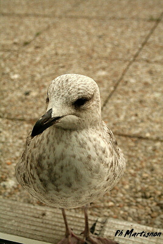 Goéland argentéimmature, identification